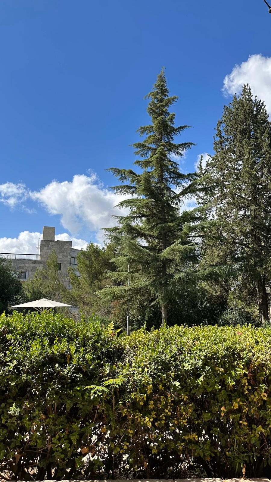 8458יערים עמוד הבית